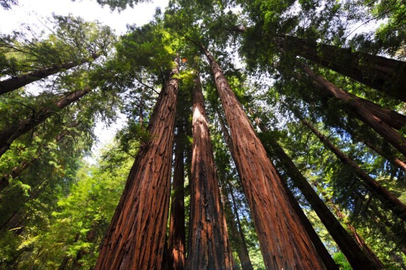 San Francisco: Hop-On Hop-Off + Muir Woods Tour - What Travelers Are Saying