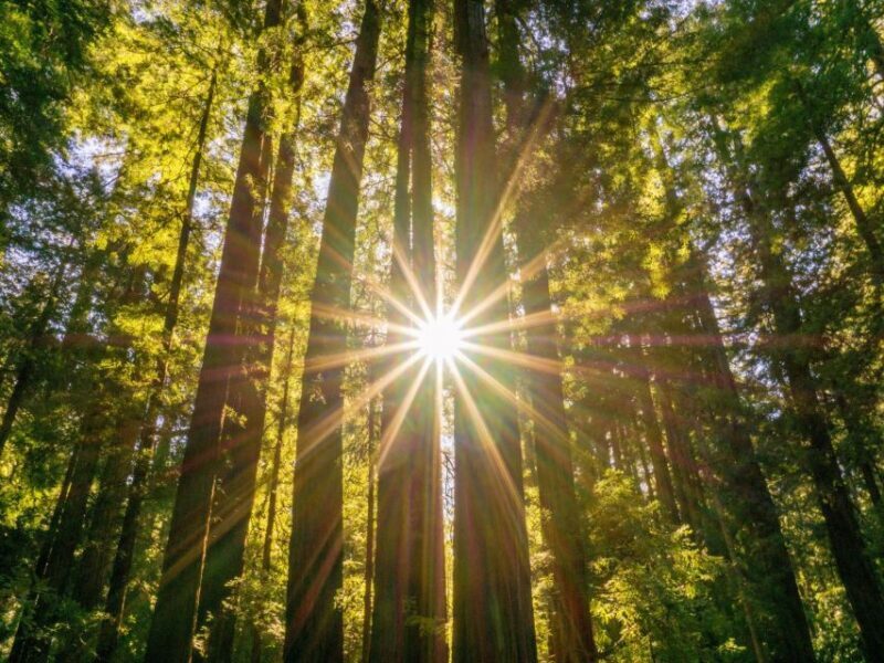 San Francisco: Muir Woods and Sausalito Experience - A Closer Look at the Tour Itinerary