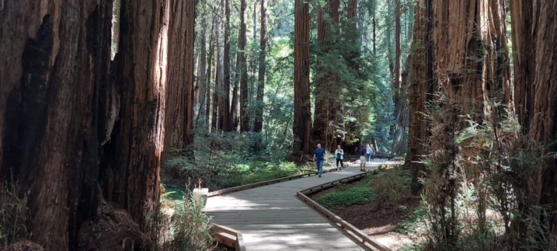 San Francisco: Muir Woods and Sausalito Small Group Tour - What’s Included and What’s Not