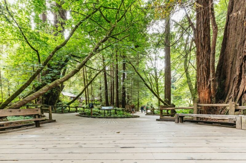 San Francisco: Muir Woods and Sausalito Small-Group Tour - Key Points