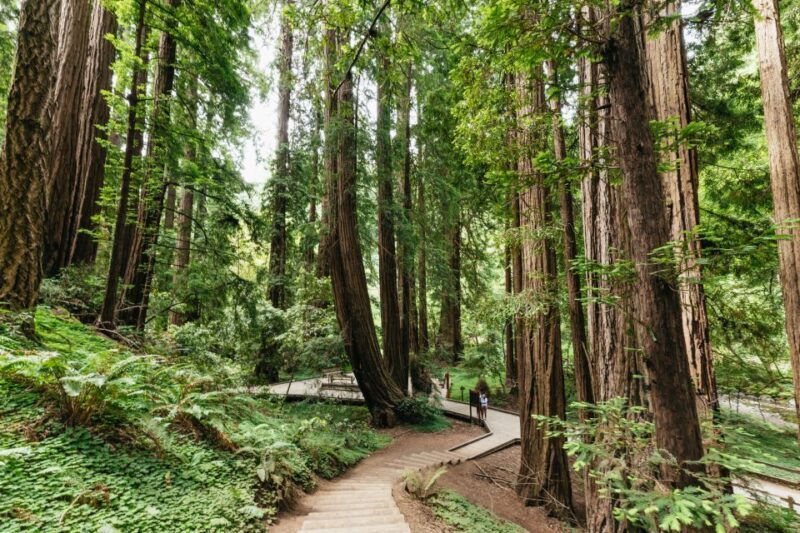San Francisco: Muir Woods and Sausalito Small-Group Tour - The Real Traveler Insights