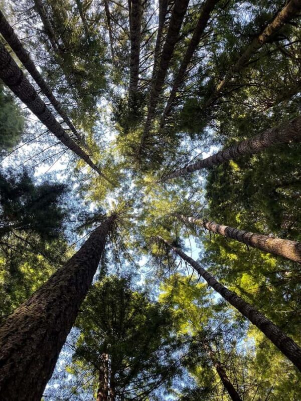 San Francisco: Muir Woods Private Trip - Key Points