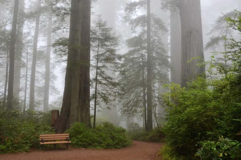 San Francisco: Muir Woods Private Trip - The Flexibility and Convenience of a Private Tour