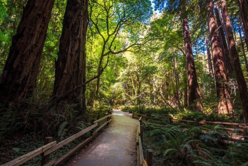 San Francisco: Muir Woods, San Francisco and Sausalito Tour - What We Love About This Tour