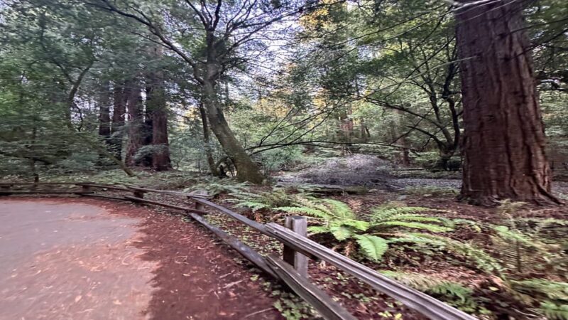 San Francisco: Muir Woods, Sausalito, and Sonoma Wine Tour - The Sum Up