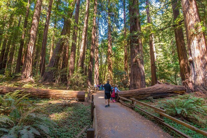 San Francisco, Muir Woods, Sausalito, Optional Alcatraz Tour - Key Points