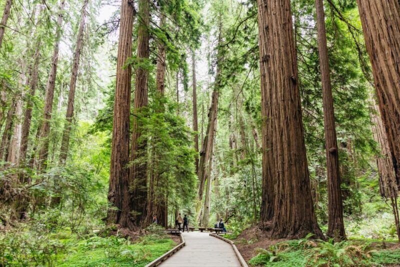 San Francisco: Muir Woods & Sausalito Tour with Ferry Option - Who Should Consider This Tour?