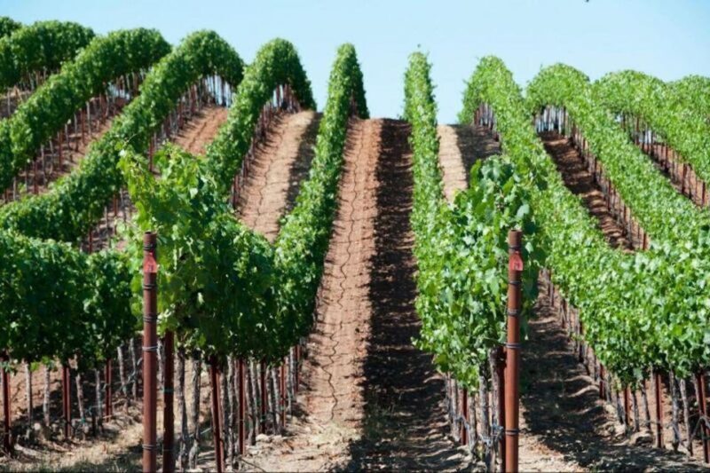 San Francisco: Napa Valley Half-Day Wine Tour with Tastings - Starting in San Francisco: The Scenic Drive Begins