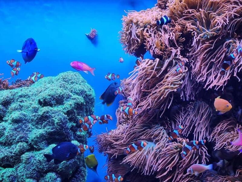 San Francisco: Private Monterey Aquarium 17 Mile Carmel - Key Points