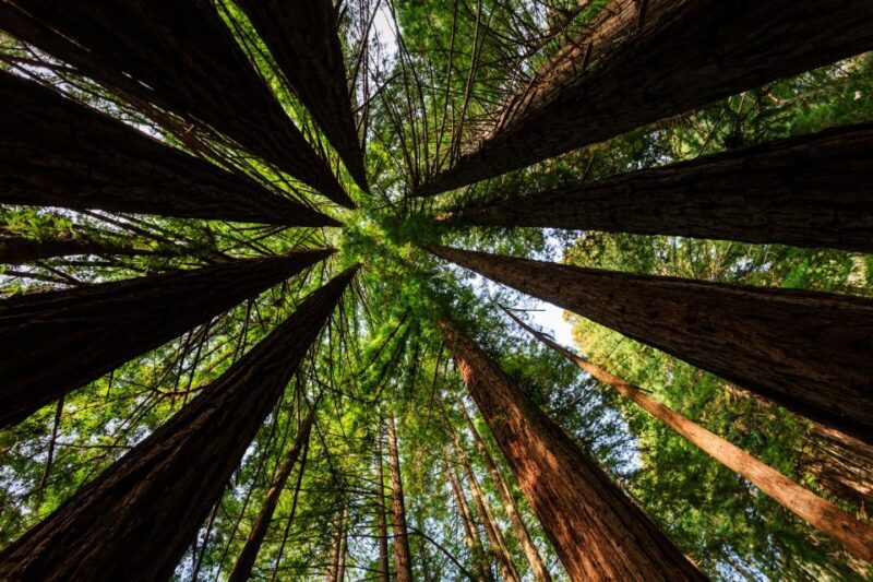 San Francisco: Private Muir Woods and Sausalito Tour - What’s Included and What’s Not