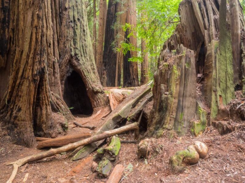 San Francisco: Private Muir Woods and Sausalito Tour - FAQ