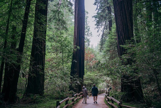 San Francisco Super Saver: Muir Woods & Wine Country w/ optional Gourmet Lunch - Final Thoughts