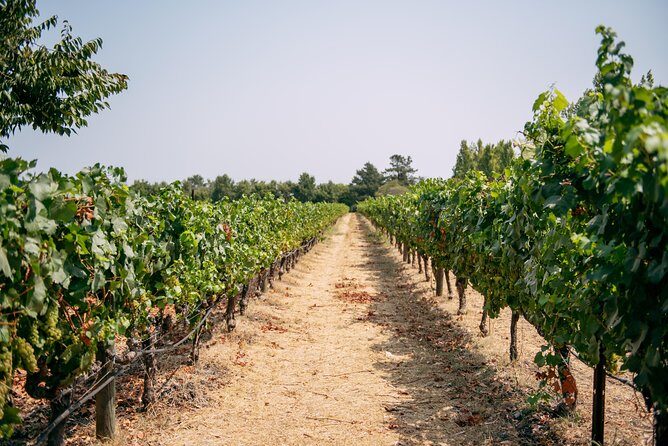 San Francisco Super Saver: Muir Woods & Wine Country w/ optional Gourmet Lunch - Final Recommendations