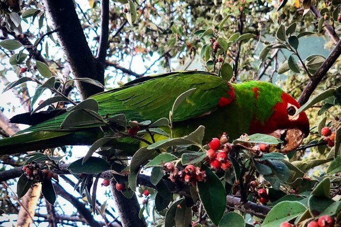 San Francisco Telegraph Hill & The Old Waterfront Tour - A Deep Dive into the Telegraph Hill & Old Waterfront Tour