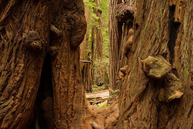 San Francisco to Muir Woods Shuttle - Final Thoughts