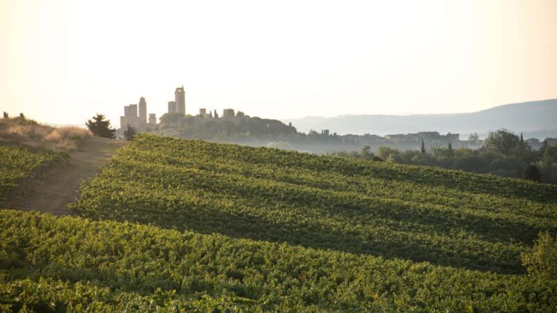 San Gimignano: Wine and Food Tasting in a Family Winery - Who Should Consider This Tour?