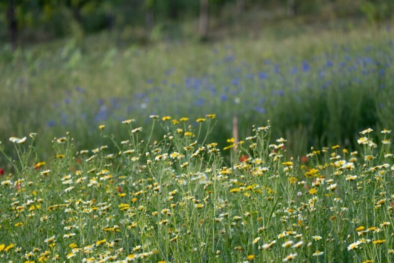 San Gimignano: Wine and Food Tasting in a Family Winery - FAQ