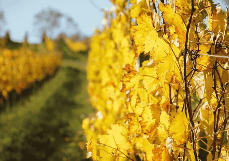 San Gimignano: Wine Tasting Experience at Il Colombaio - Group Size and Accessibility