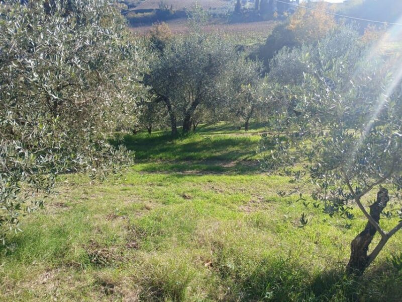 San Gimignano: Winery Visit with Picnic in Olive Grove - An Honest Look at the Experience