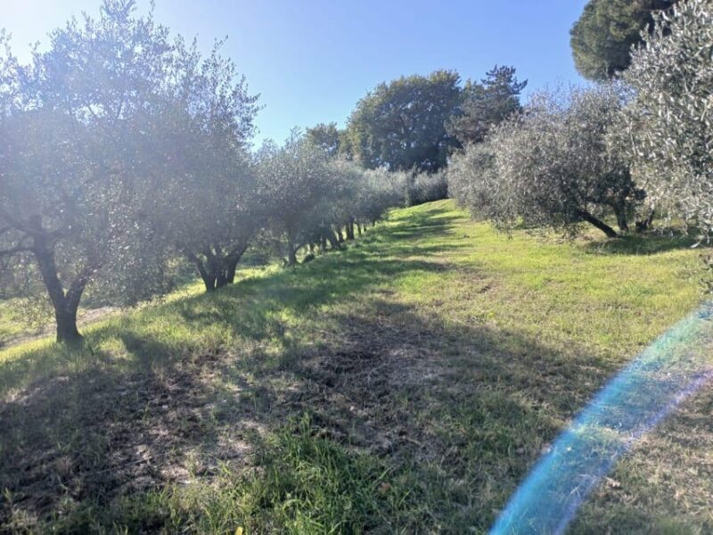 San Gimignano: Winery Visit with Picnic in Olive Grove - The Itinerary in Detail