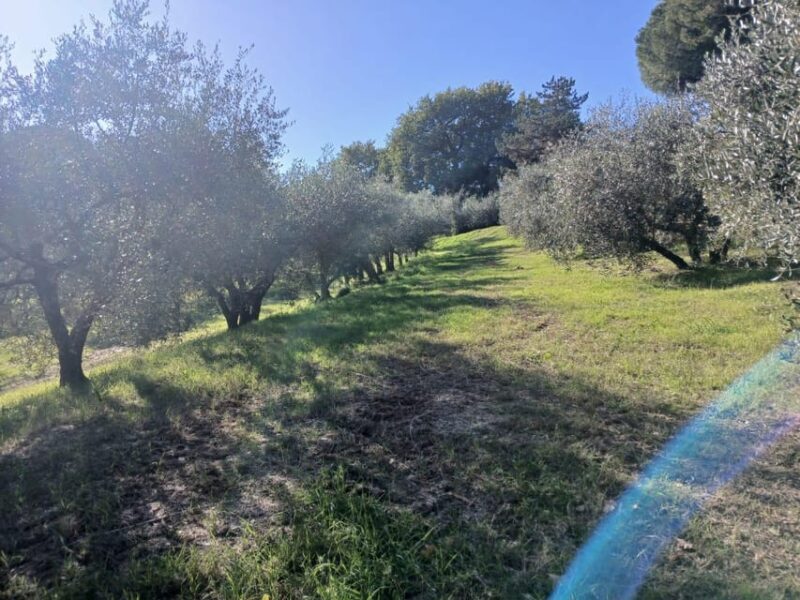 San Gimignano: Winery Visit with Picnic in Olive Grove - Final Thoughts