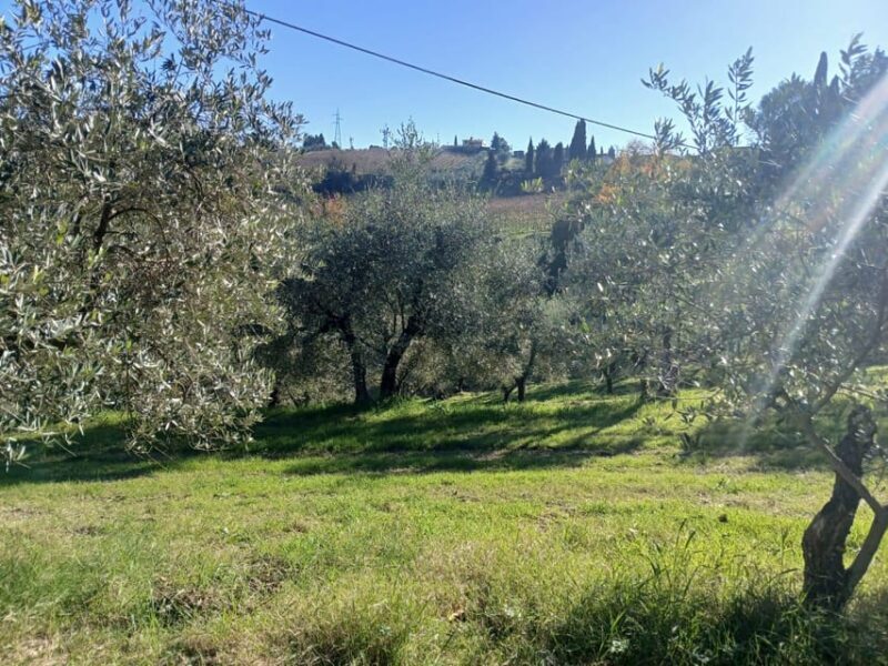 San Gimignano: Winery Visit with Picnic in Olive Grove - FAQs