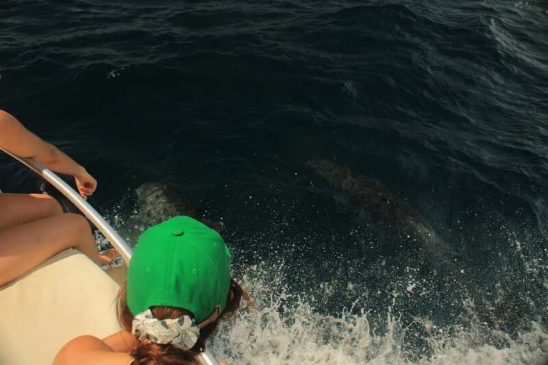 San José del Cabo: Ocean Safari - Final Thoughts