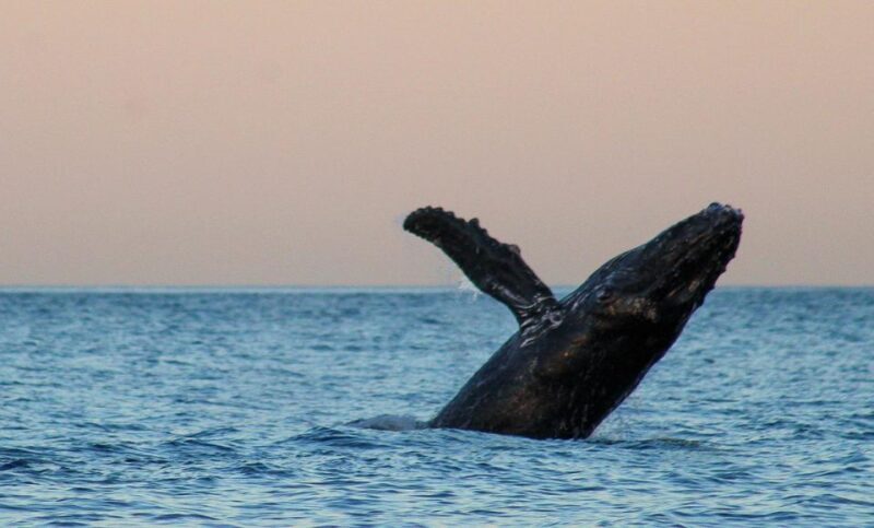 San Jose del Cabo Sunset Whale Watching - The Reality: Pros and Cons