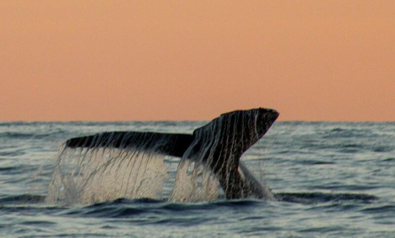 San Jose del Cabo Sunset Whale Watching - FAQ