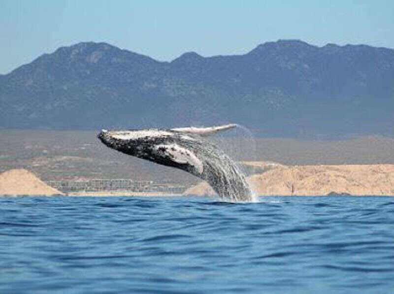 San José del Cabo: Whale Watching Experience - Key Points