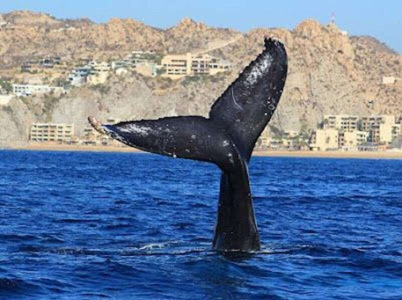San José del Cabo: Whale Watching Experience - Final Thoughts