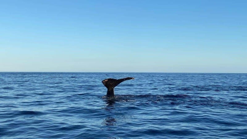 San José del Cabo: Whale Watching Experience - FAQ