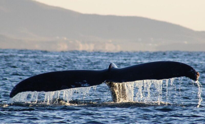 San Jose del Cabo Whale Watching Sunrise Tour - FAQ