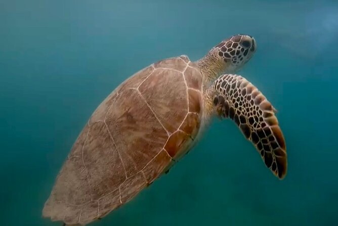 San Juan Guided Snorkel With Turtles Tour and Videos - Meeting Point and Getting There Without Stress