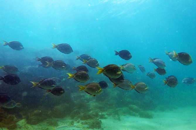 San Juan Guided Snorkel With Turtles Tour and Videos - Gear, Safety, and the Shore-Entry Reality