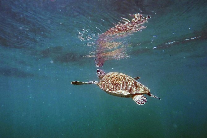 San Juan Guided Snorkel With Turtles Tour and Videos - The Snorkel Lesson: How Beginners Usually Do Well
