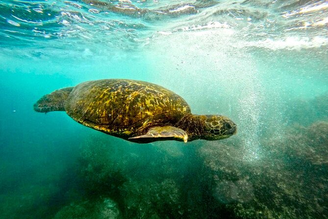 San Juan Guided Snorkel With Turtles Tour and Videos - Guide Quality: What You Should Expect From the Human Side