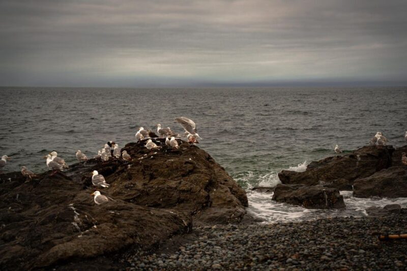 San Juan Island: 3-h Griffin Bay Tour - Why Choose This Tour?