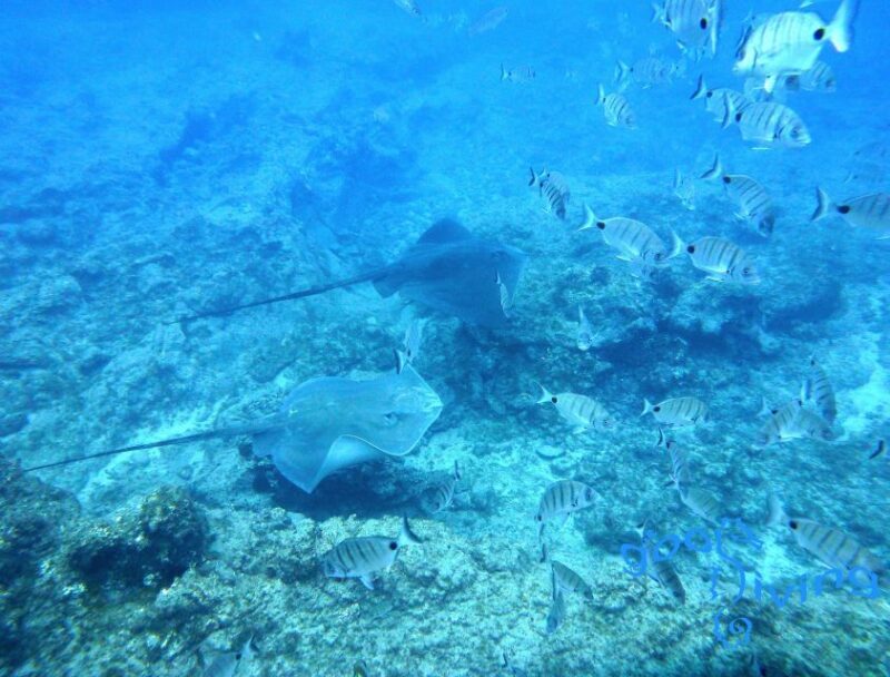 San Miguel de Abona: 2Dive Package - FAQs