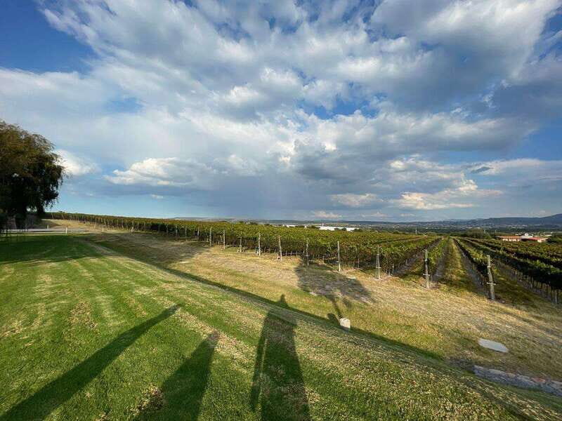 San Miguel de Allende: A Journey Through Vineyards - Who Should Consider This Tour?