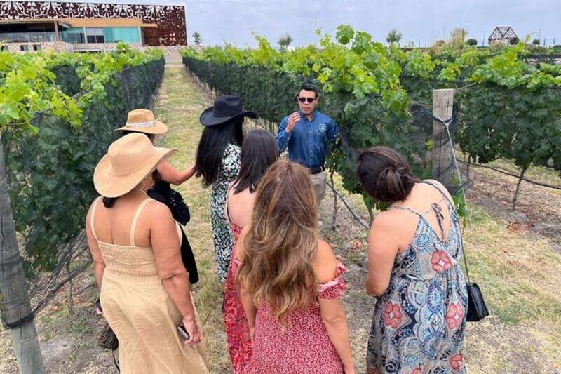 San Miguel de Allende: Local Vineyard Tour & Wine Tasting - The Value & Who Should Consider This Tour