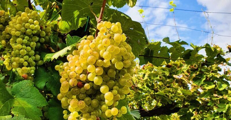 San Pietro di Feletto: Vineyard Tour with Cellar Visit - Key Points