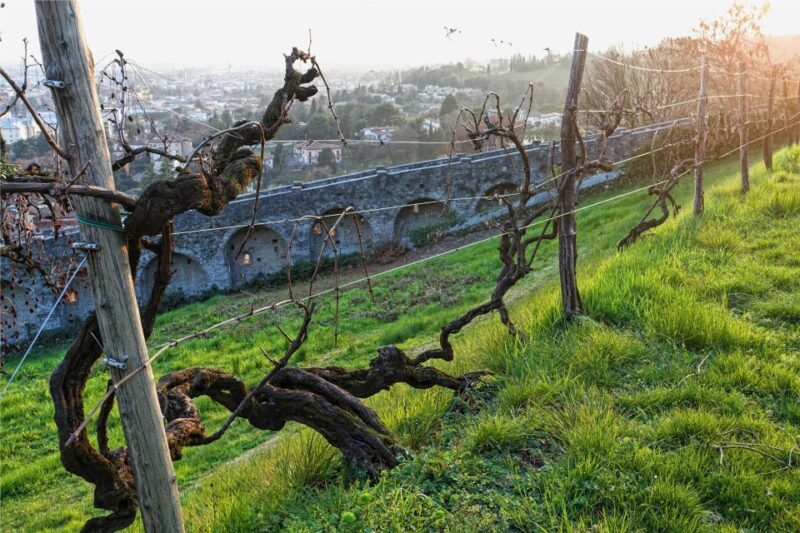 San Pietro di Feletto: Vineyard Tour with Cellar Visit - Wine Tasting and Local Snacks