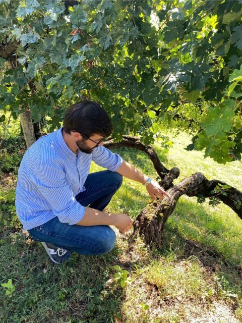 San Pietro di Feletto: Vineyard Tour with Cellar Visit - Real Traveler Perspectives