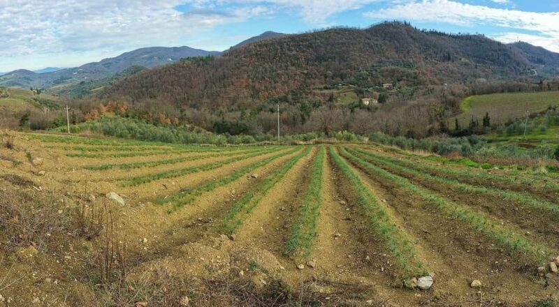 San Polo in Chianti: Discovering Saffron - The Experience from a Traveler’s Perspective