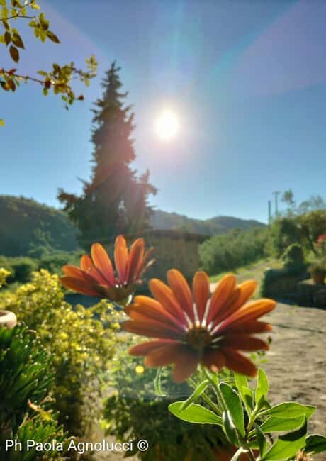 San Polo in Chianti: Discovering Saffron - Who This Tour Is Best For