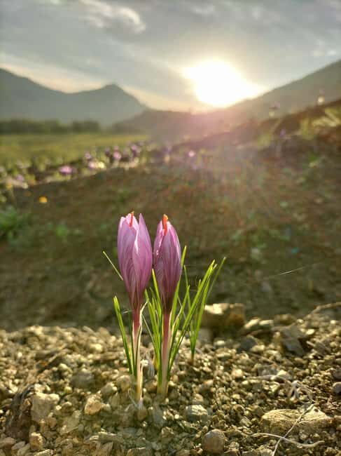 San Polo in Chianti: Discovering Saffron - The Sum Up