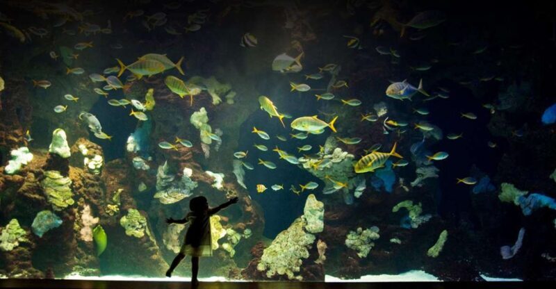 San Sebastian Aquarium Entry Ticket and City Walking Tour - Practical Details and Tips