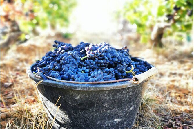 Sancerre Private Wine Tour with 10 Tastings and Lunch from Paris - Who Should Consider This Tour?