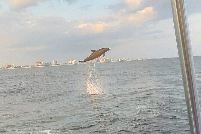 Sandestin Sunset Eco-Dolphin Cruise Aboard Sol y Luna - Why This Cruise Stands Out